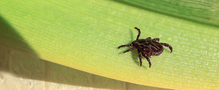 What Should I Do If I Get a Tick Bite?