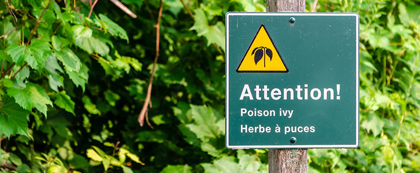 Is It Possible to Be Mildly Allergic to Poison Ivy?