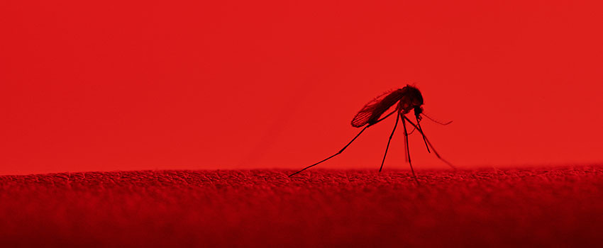 How Can I Identify a Bug Bite?￼